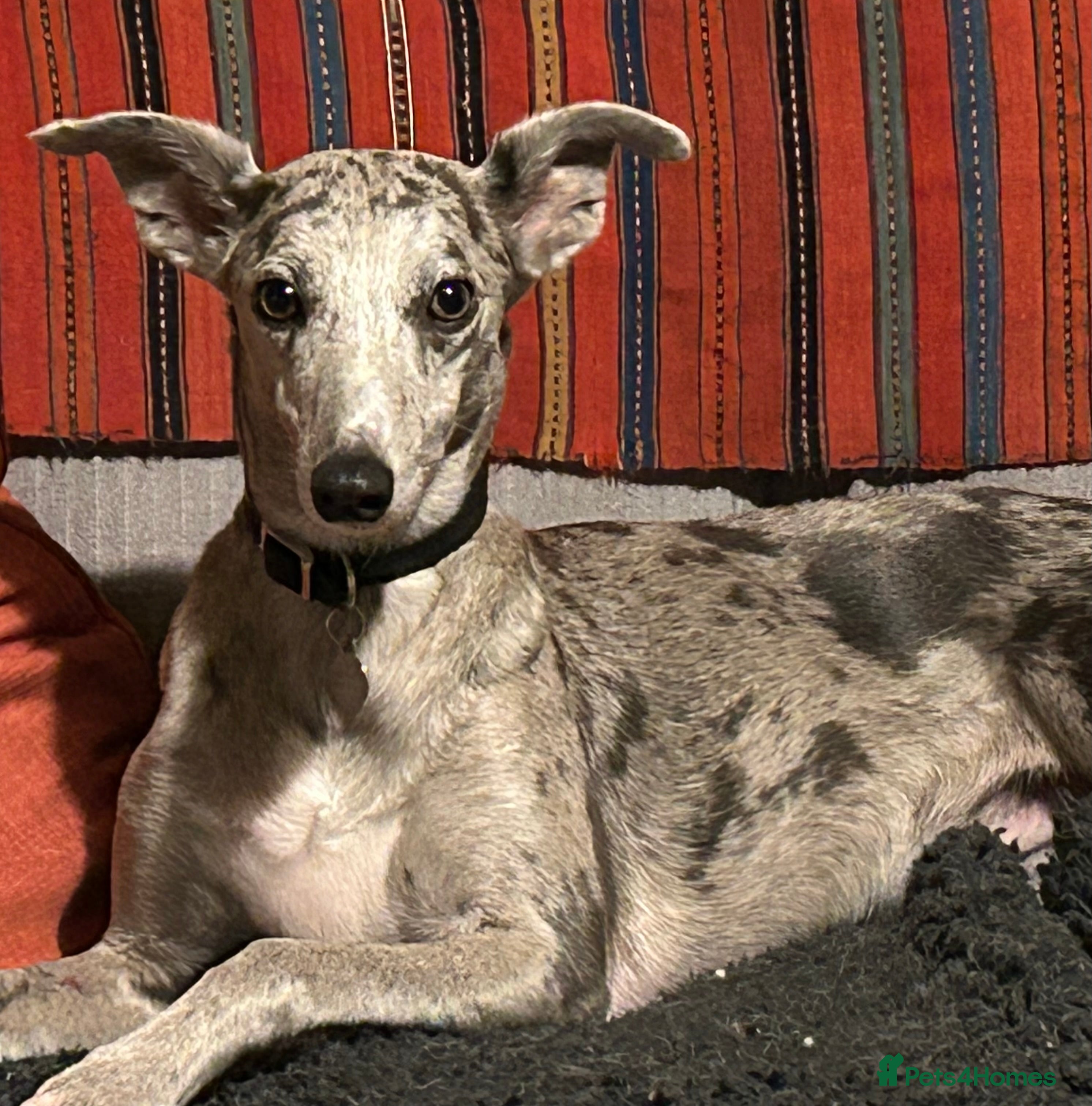 Whippet dogs Whippet lurcher pups - Advert 6