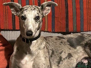 Whippet dogs Whippet lurcher pups - Advert 3