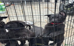 German Shepherd dogs for sale: Beautiful Black German Shepherd Puppies - Image 6
