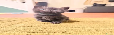 Domestic Shorthair 1 - Blue Collar