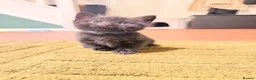 Domestic Shorthair cats for sale: 🐾 Gorgeous Black Shorthair Boy Kittens 🐾 - Advert 6