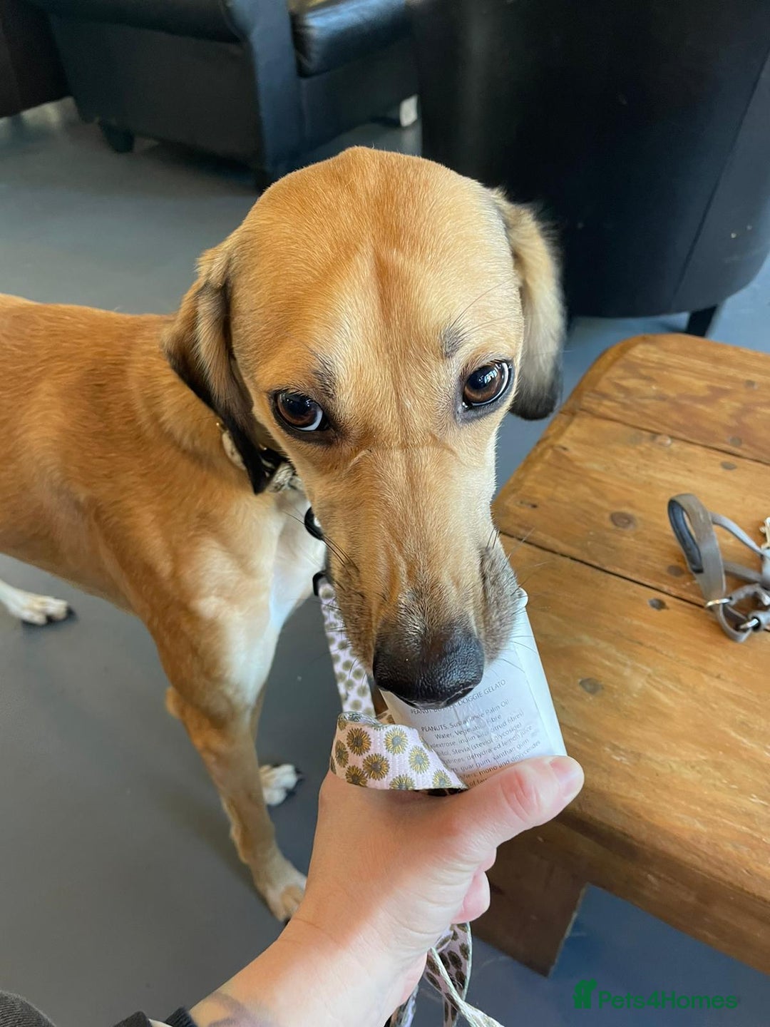 Mixed Breed dogs for sale: Beautiful saluki x greyhound for adoption - Image 31