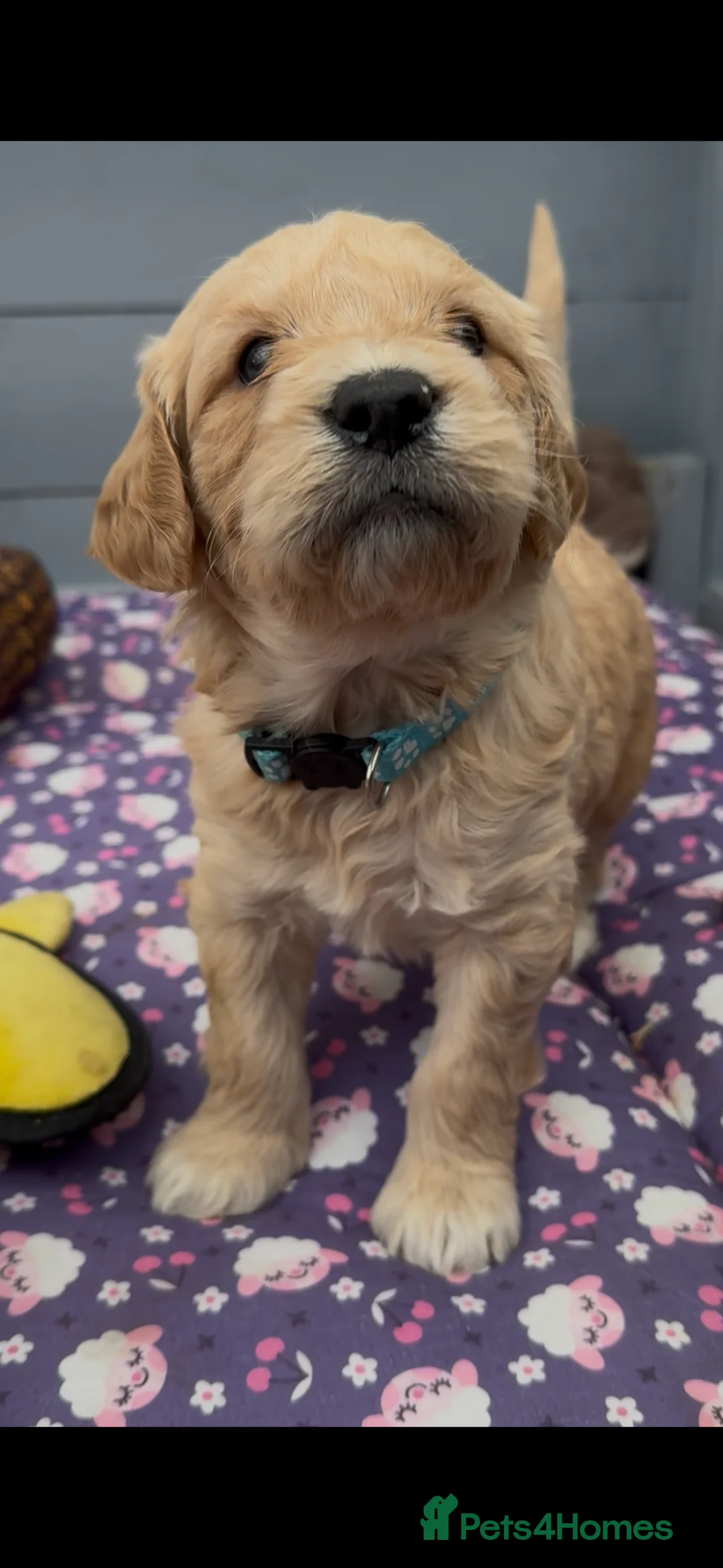 Mini Goldendoodle dogs for sale: Beautiful F1 Miniature Goldendoodle Puppies  - Advert 27