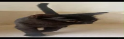 Domestic Shorthair cats for sale: Black Kittens For Sale  - Advert 10