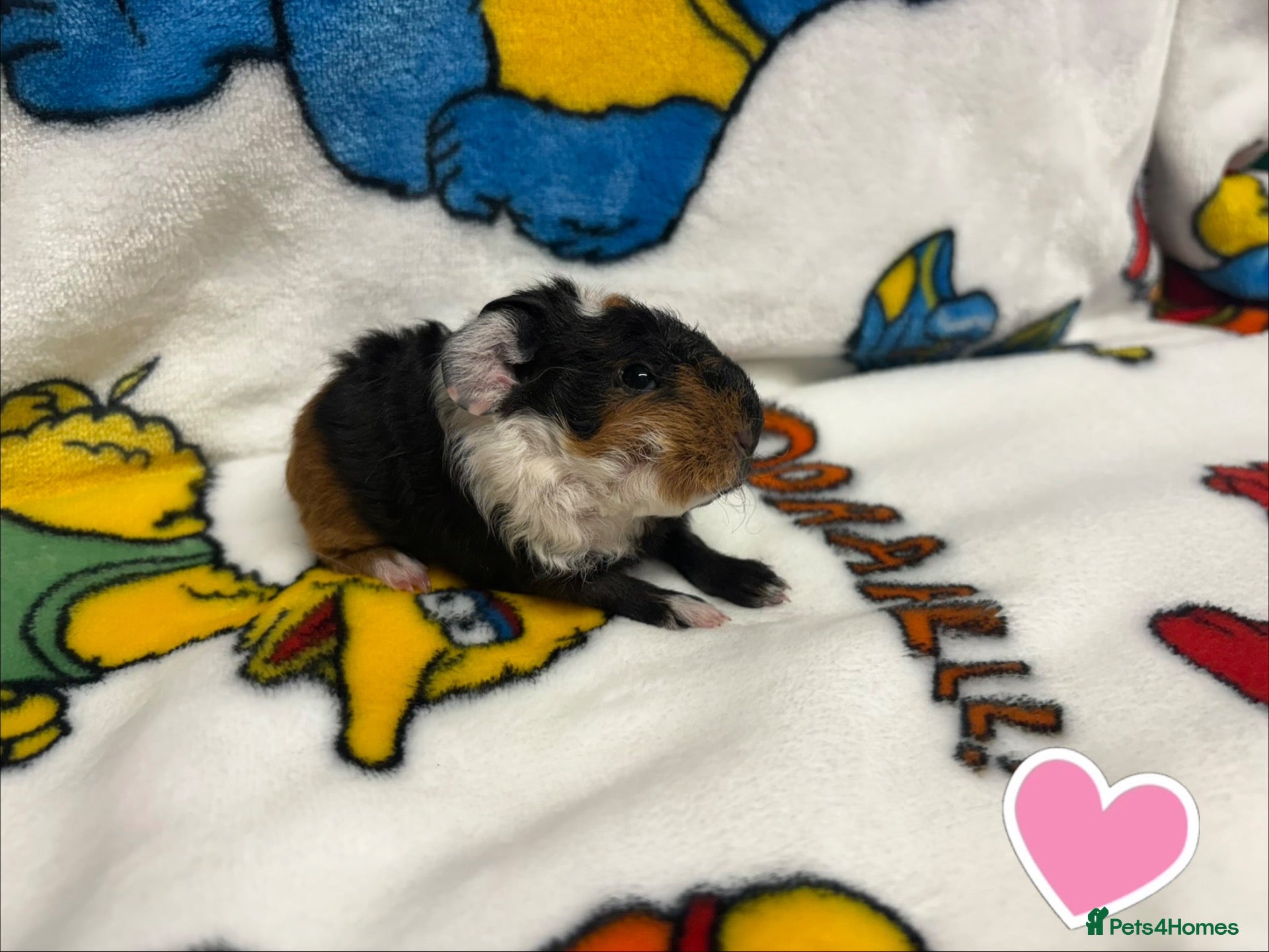 Guinea Pig rodents for sale: Rescue Guinea pig babies ready to reserve - Advert 2
