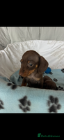 Dachshund dogs - Advert 3
