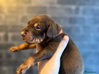Dobermann dogs Health tested Dobermans not Kc reg - Advert 4