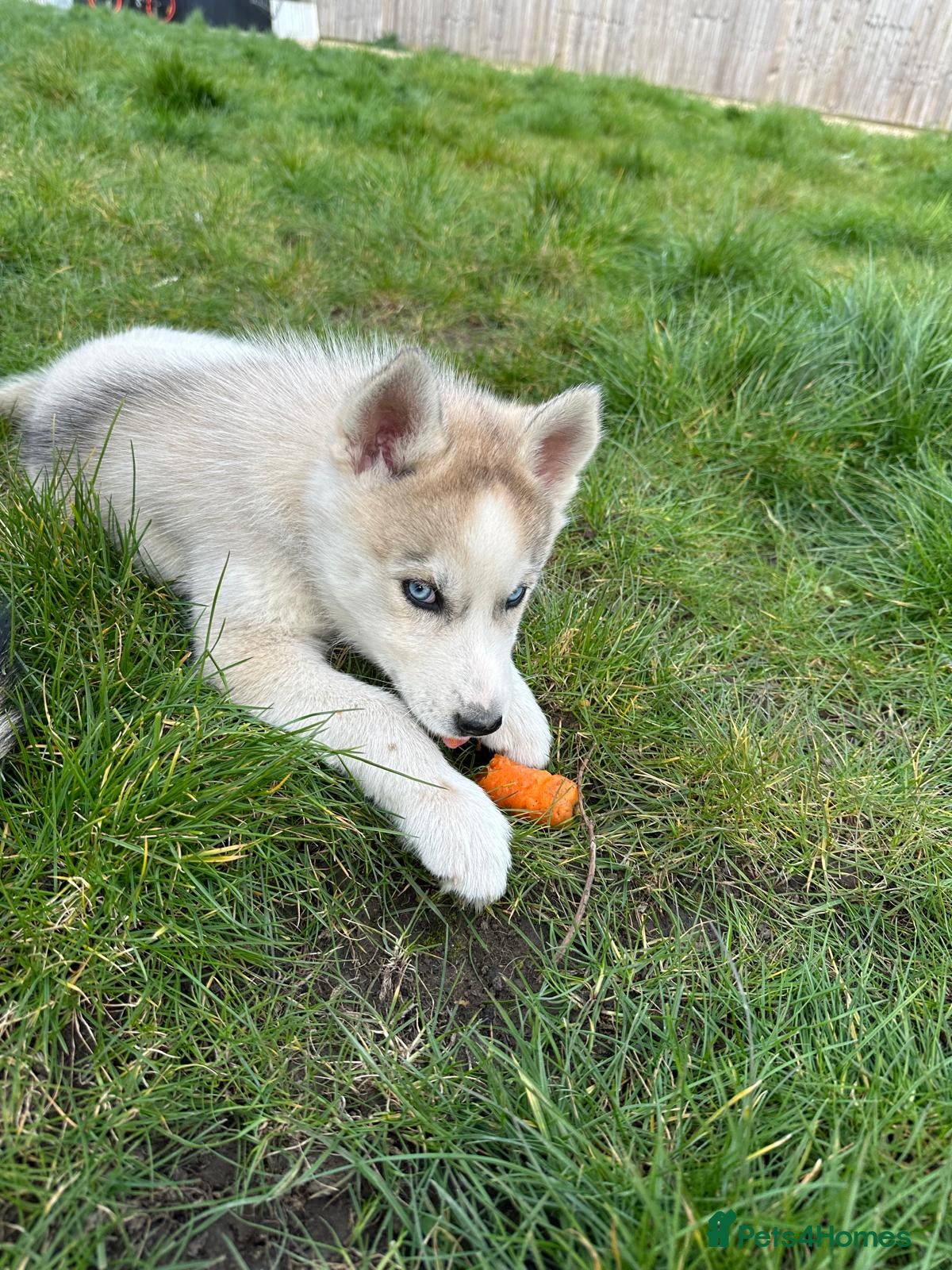 Siberian Husky dogs Pure Siberian Huskie pups - Advert 1