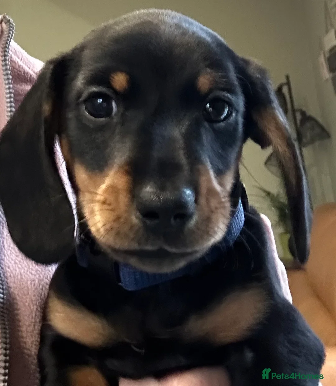 Miniature Dachshund dogs for sale: KC Registered Miniature Dachshunds  - Advert 6