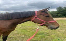 Irish Sports horses for sale: 3yr old ISH filly - Image 5