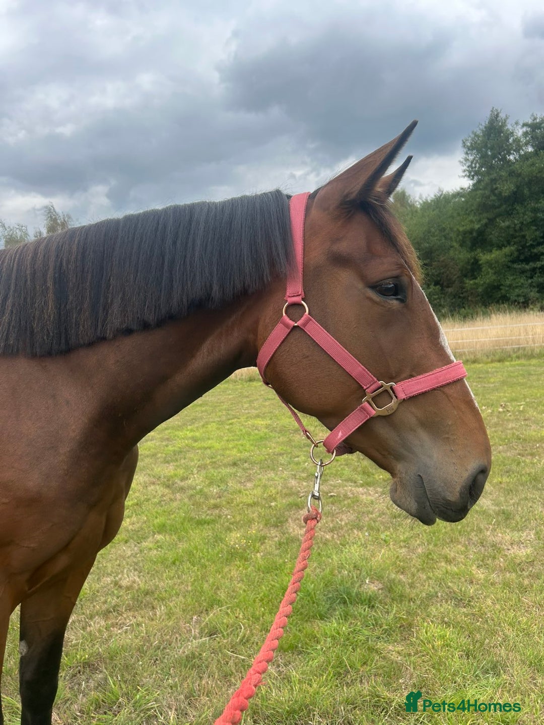 Irish Sports horses for sale: 3yr old ISH filly - Image 5