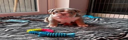 English Bulldog dogs for sale: English bulldog puppies  - Advert 37