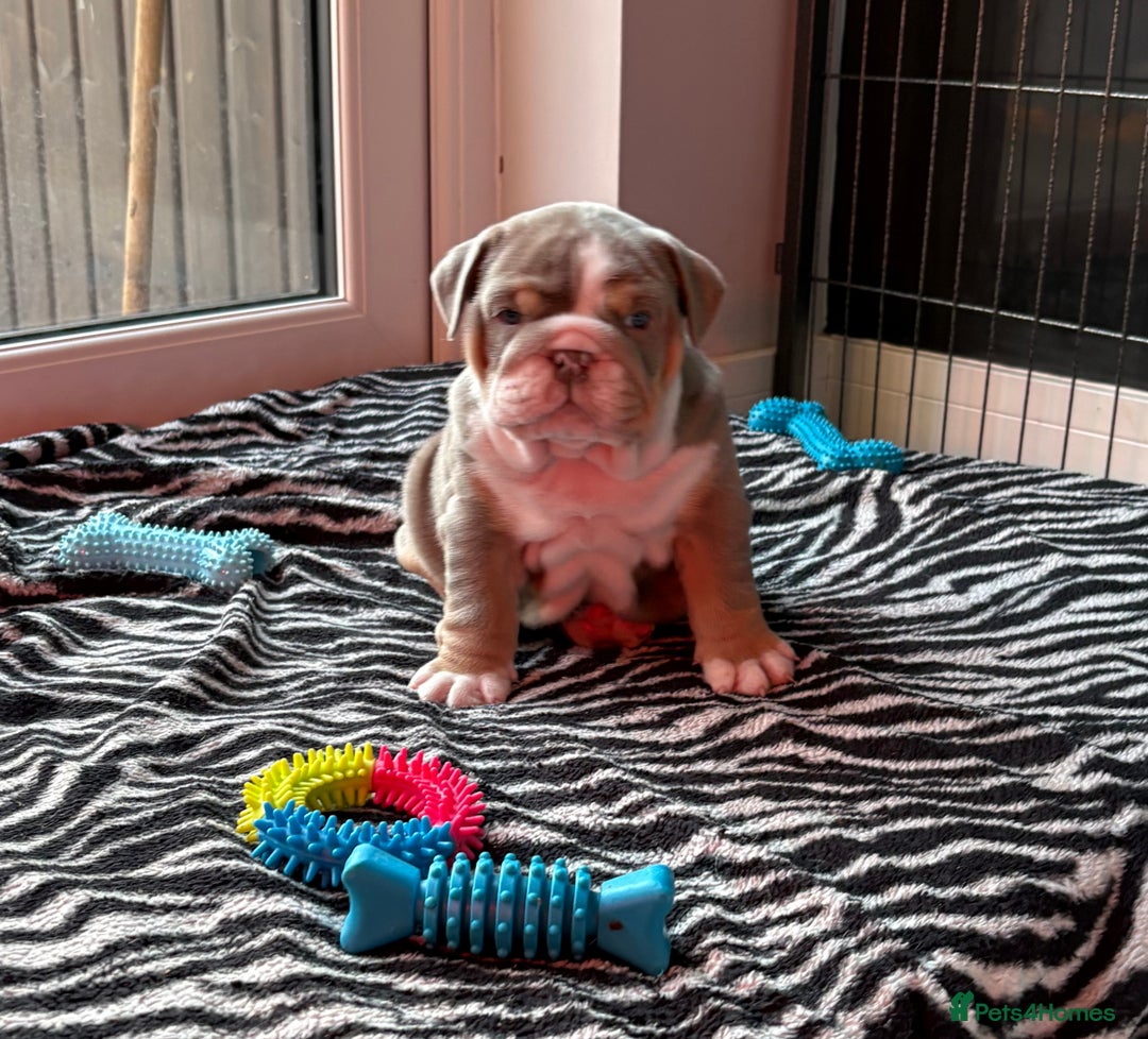English Bulldog dogs for sale: English bulldog puppies  - Advert 37