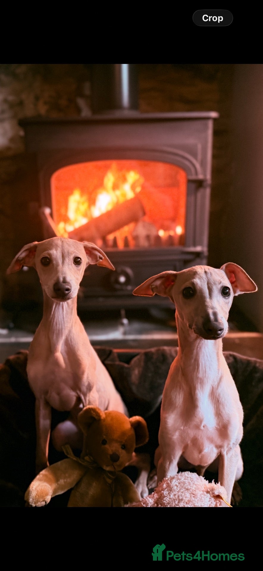 Italian Greyhound dogs Italian Greyhound KC  – Two Stunning Boys - Advert 2