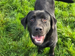 Labrador Retriever dogs Lovable and playful 12 Month Old Labrador Dog - Advert 2