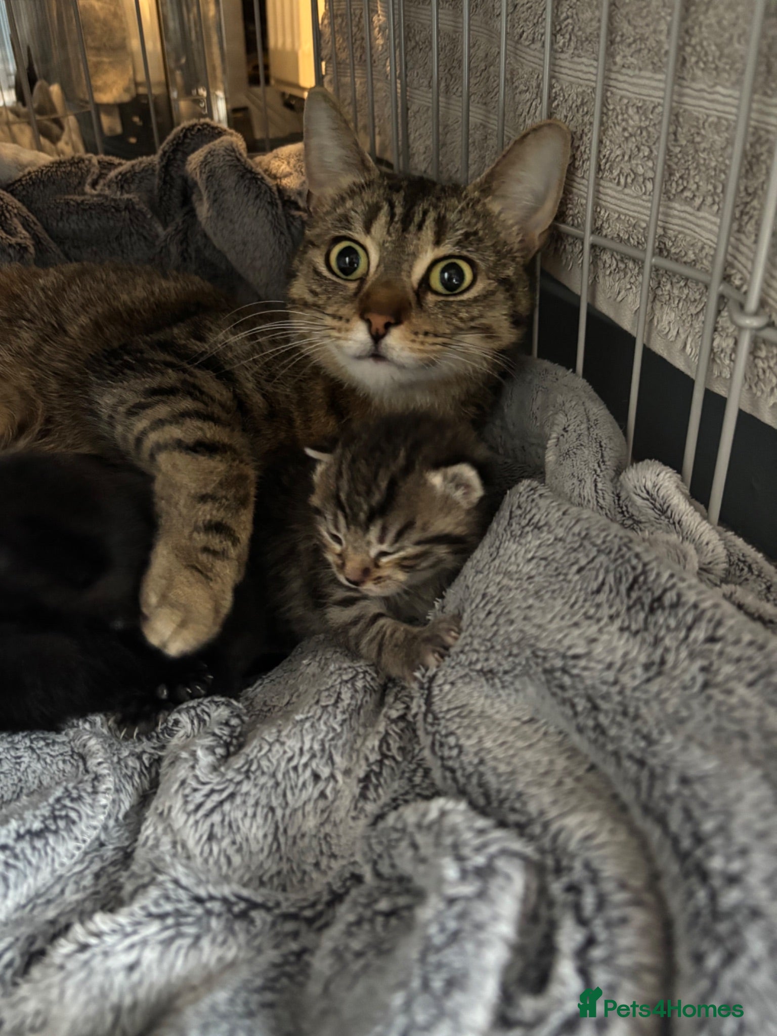 British Shorthair cats 3 black female kittens  - Advert 2