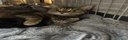 British Shorthair cats for sale: 3 black female kittens  - Advert 1