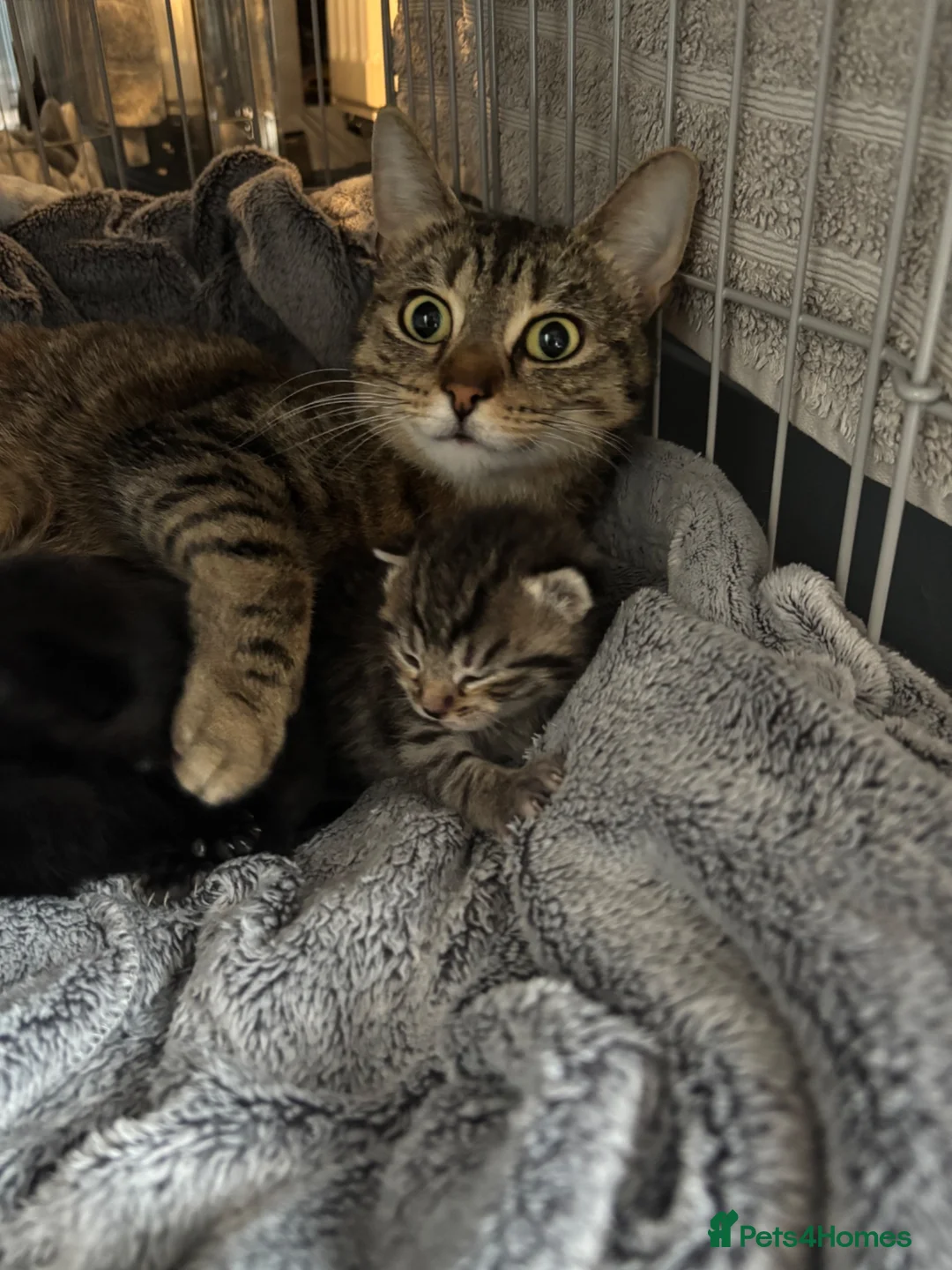 British Shorthair cats for sale: 3 black female kittens  - Advert 1