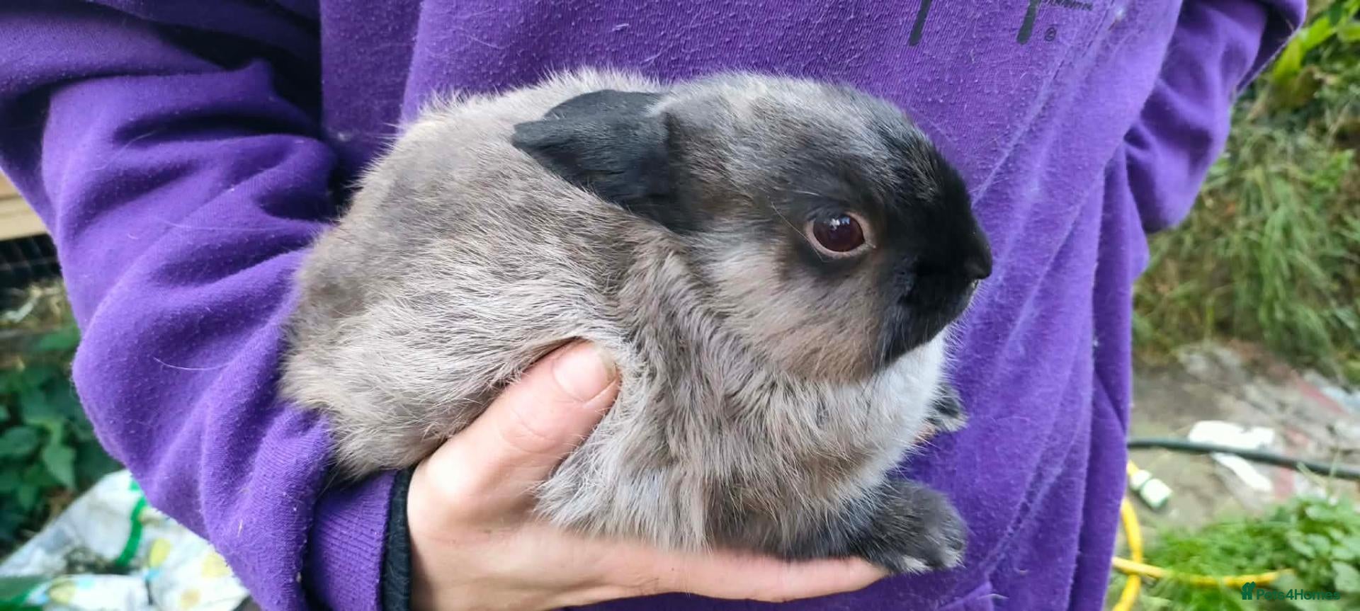 Netherland Dwarf rabbits Cute, diddy, young Netherland Dwarves 2girls 1 boy - Advert 3