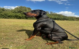Dobermann dogs for stud: Elite European Doberman Stud – Champion Bloodlines - Image 20
