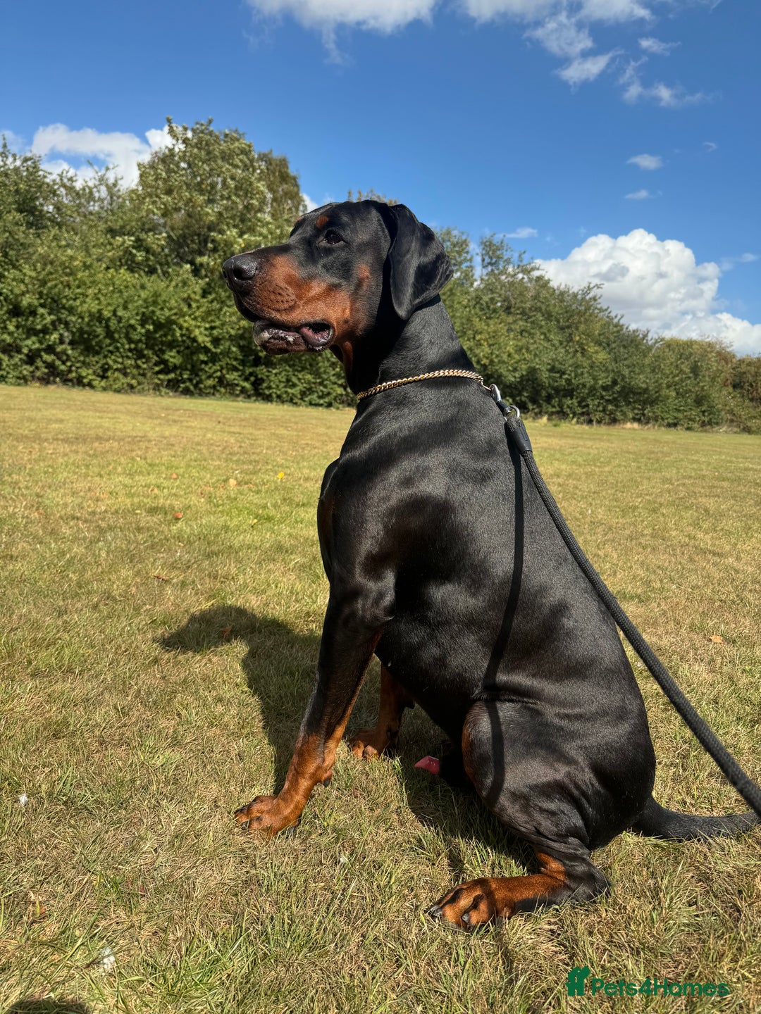 Dobermann dogs for stud: Elite European Doberman Stud – Champion Bloodlines - Image 20