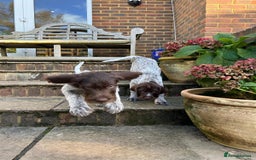 German Wirehaired Pointer dogs for sale: Beautiful GWP Pups For Sale Bred For Their Nature - Image 11