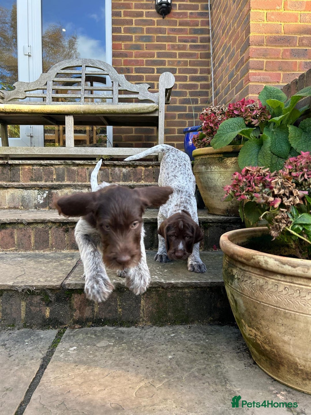 German Wirehaired Pointer dogs for sale: Beautiful GWP Pups For Sale Bred For Their Nature - Image 11