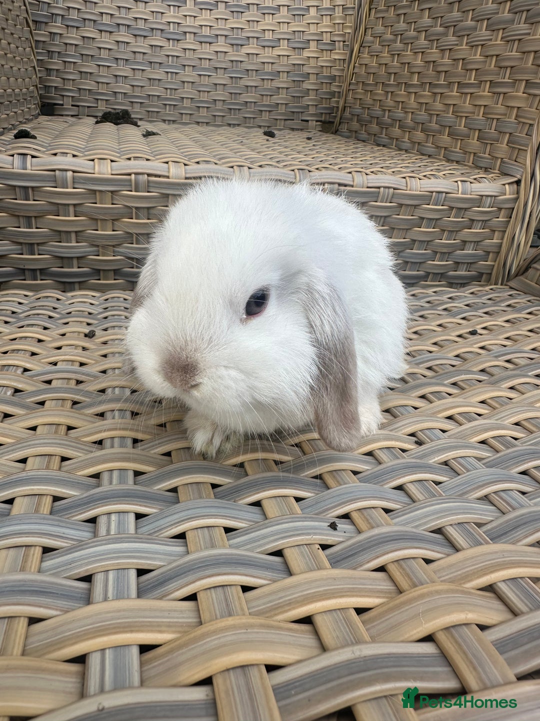 Mini Lop rabbits for sale: Gorgeous mini lop bucks available . - Image 6