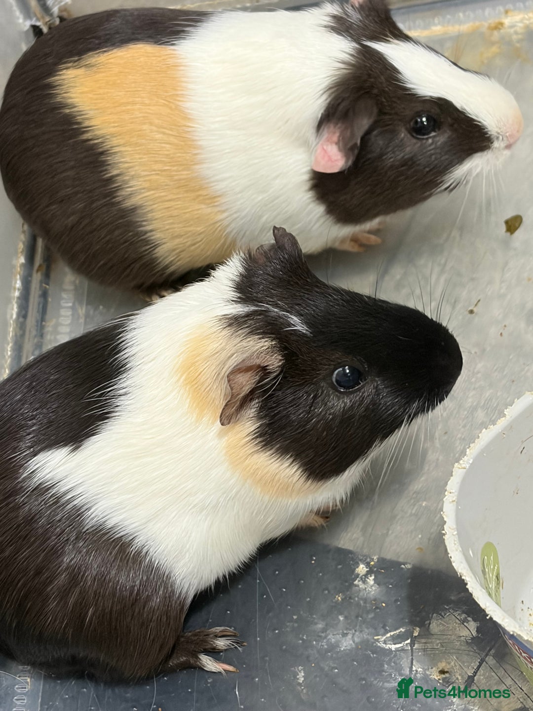 Guinea Pig rodents for sale: 2x male guinea pigs  - Advert 3