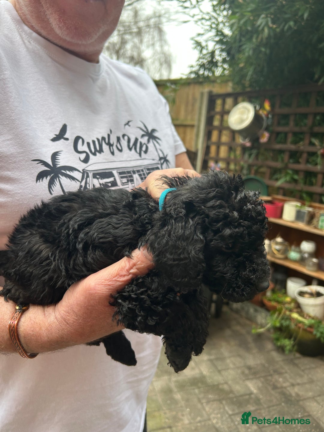 Cockapoo dogs for sale: F1B cockapoo puppies  - Advert 11