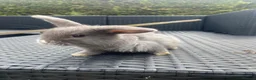 Mini Lop rabbits for sale: Baby mini lops looking for their forever home £85 - Advert 4