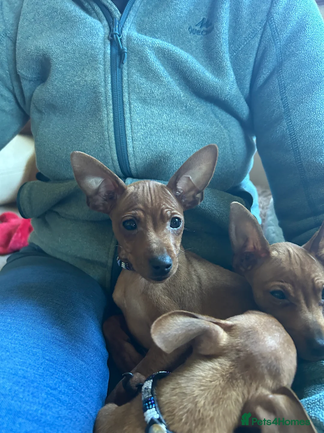 Miniature Pinscher dogs for sale: Stunning KC Miniature Pinscher puppies - Advert 6