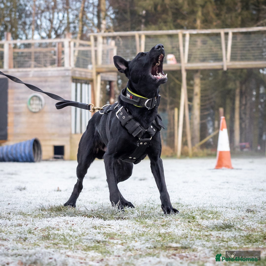 Belgian Shepherd Dog dogs for stud: Working Dutch Herder for stud  - Image 7