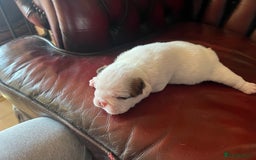 English Bulldog dogs for sale: English bulldogs - Advert 29