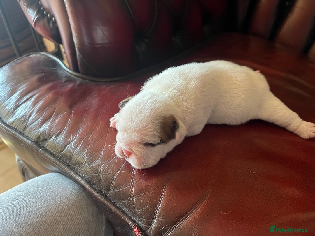 English Bulldog dogs for sale: English bulldogs - Advert 29