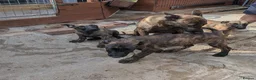 Belgian Shepherd Dog dogs for sale: Belgium mal - Advert 3