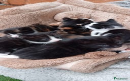 Mixed Breed cats for sale: Last 3 boys leady now  stunning kittens for sale - Image 5