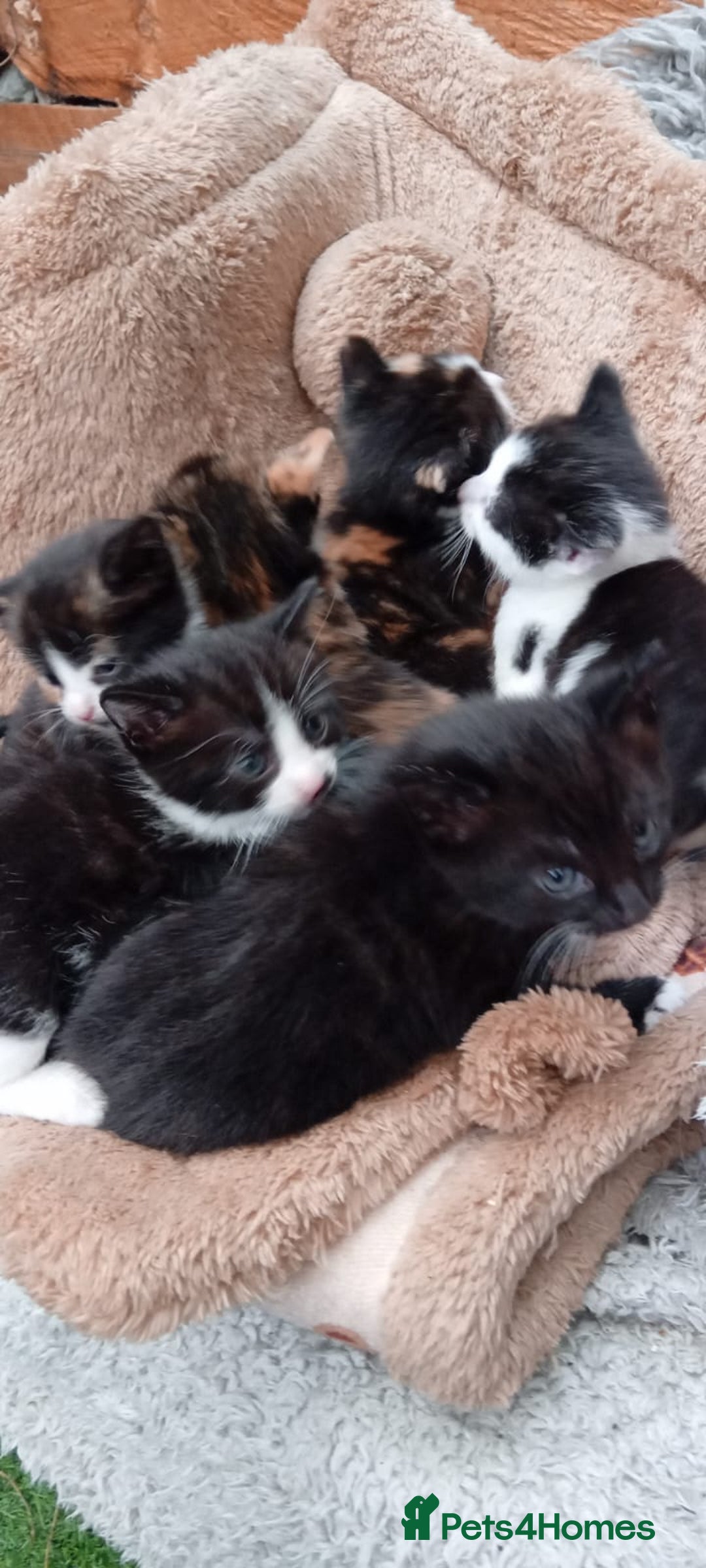 Mixed Breed cats for sale: Last 3 boys leady now  stunning kittens for sale - Image 5