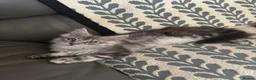 Maine Coon cats for sale: One beautiful full Maine Coon Girl - Advert 2
