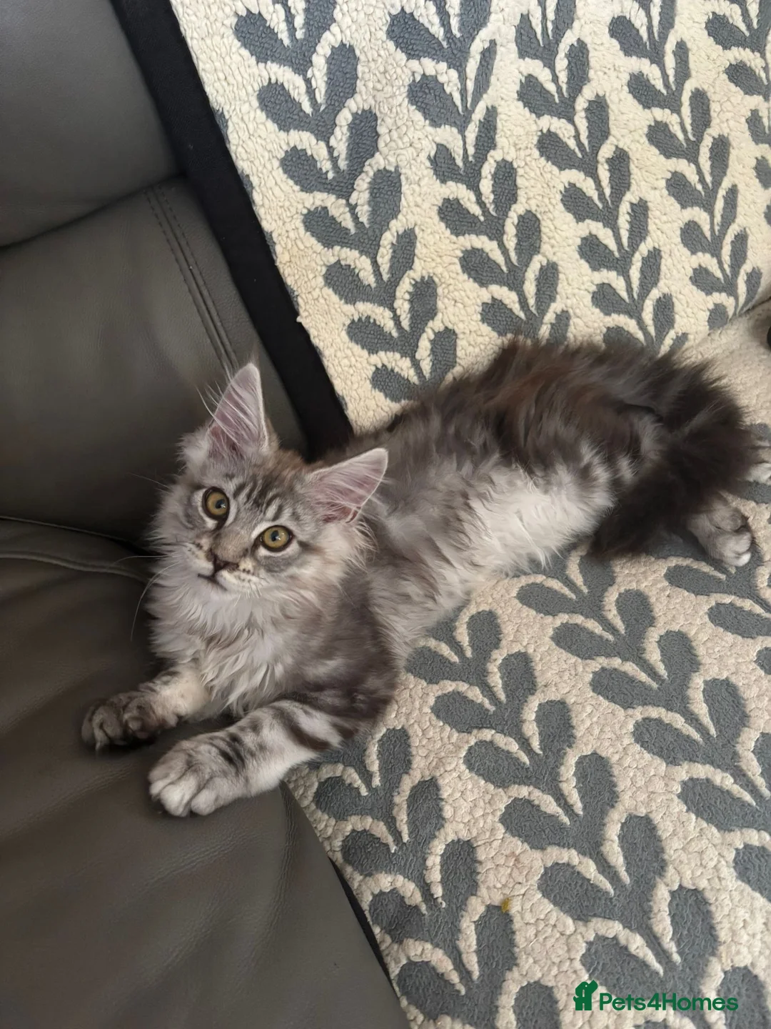 Maine Coon cats for sale: One beautiful full Maine Coon Girl - Advert 2
