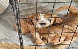 Mixed Breed dogs for sale: Cockalier, Springer Spaniel looking for a new home - Image 11
