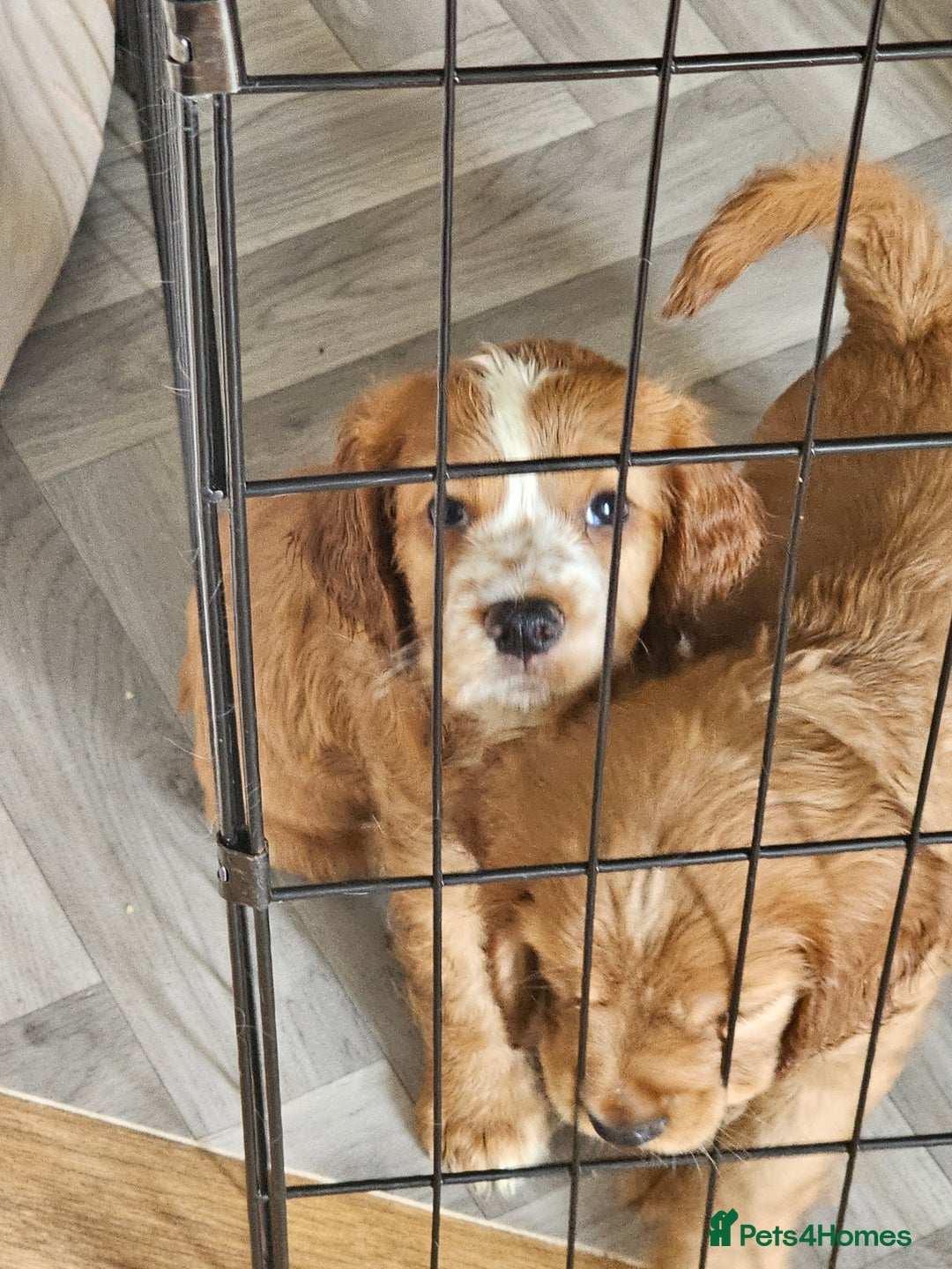 Mixed Breed dogs for sale: Cockalier, Springer Spaniel looking for a new home - Image 11