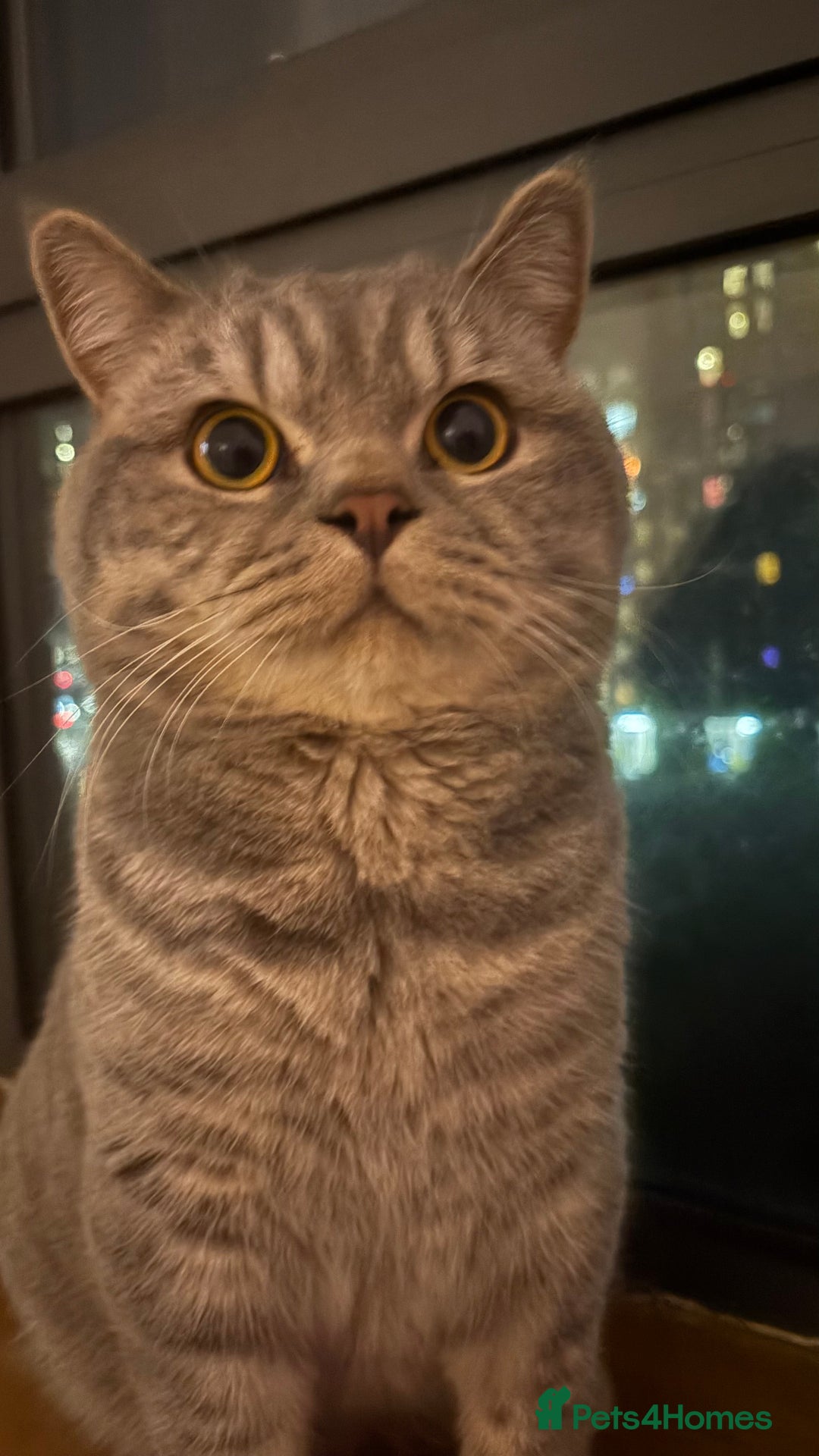 British Shorthair cats for sale: Male BSH 1 Year Old  - Advert 3