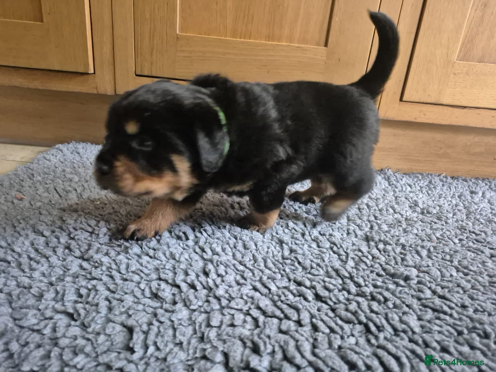 Rottweiler dogs Strong Traditional Rottweiller Puppies - Advert 1