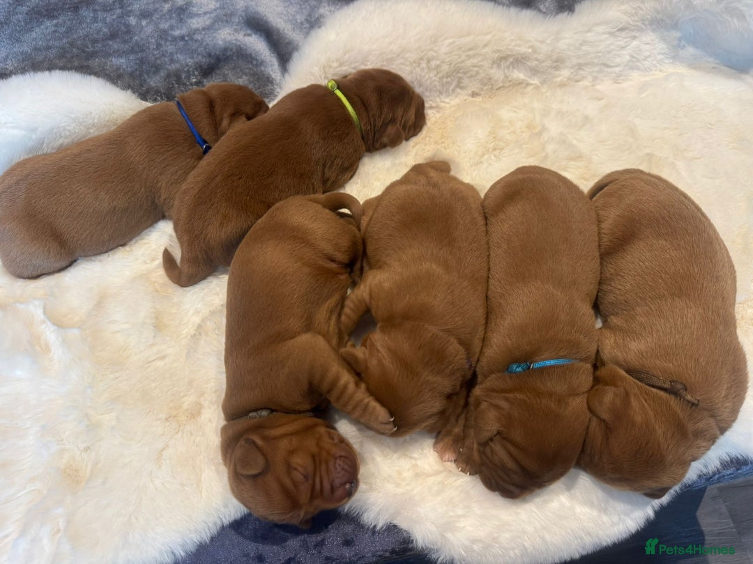 Labrador Retriever dogs for sale: Fox red labradors - Image 8