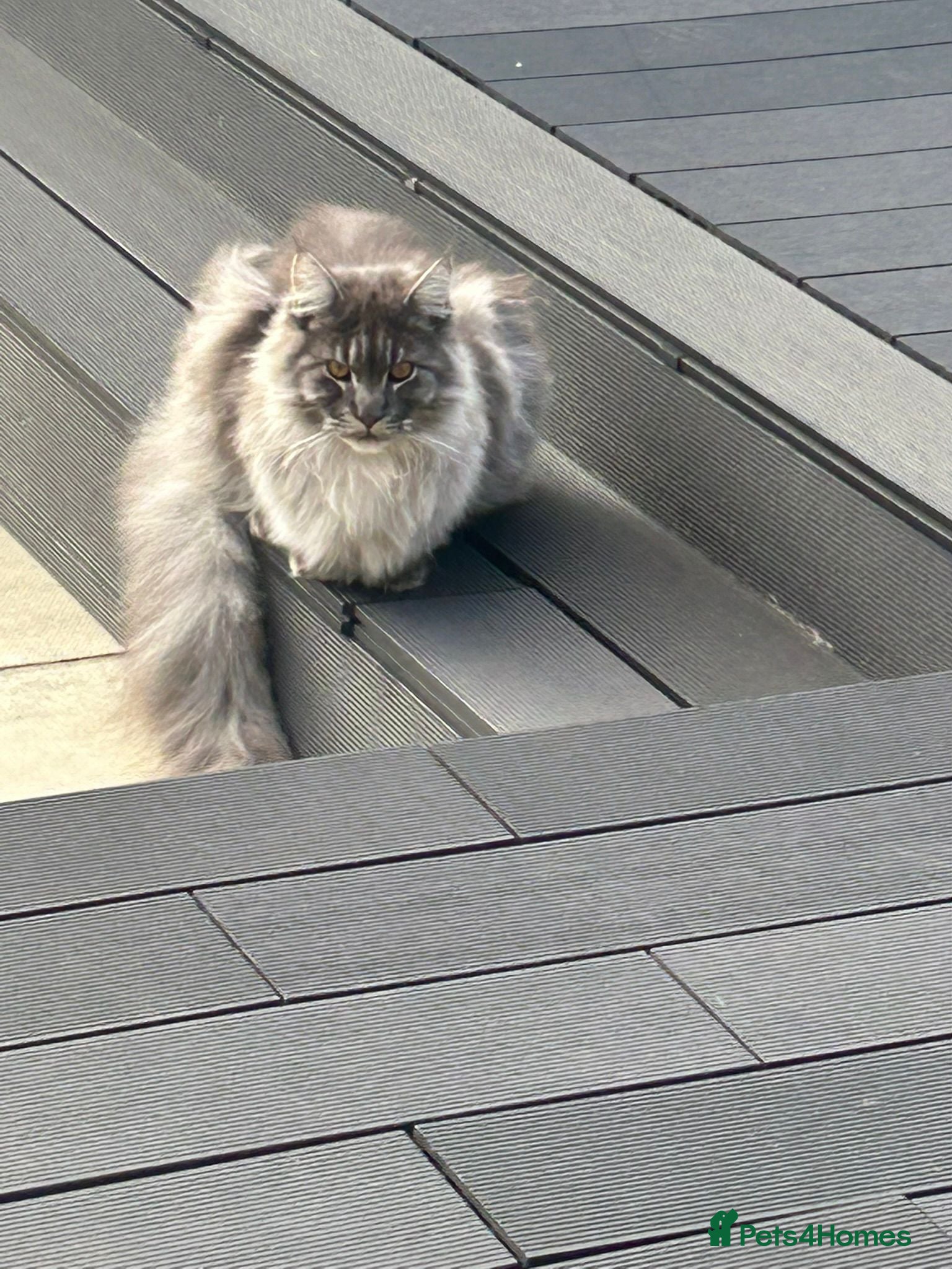 Maine Coon cats Main coon - Advert 1