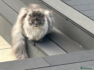 Maine Coon cats Main coon - Advert 4