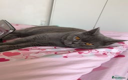 British Shorthair cats for sale: “Blue” British shorthair female  - Image 1