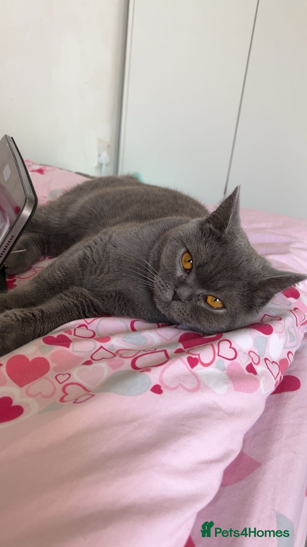 British Shorthair cats for sale: “Blue” British shorthair female  - Image 1