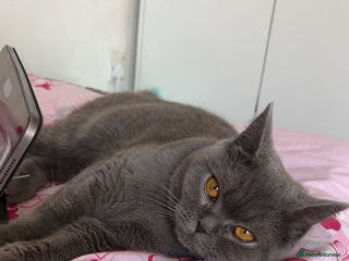 British Shorthair cats - Advert 24